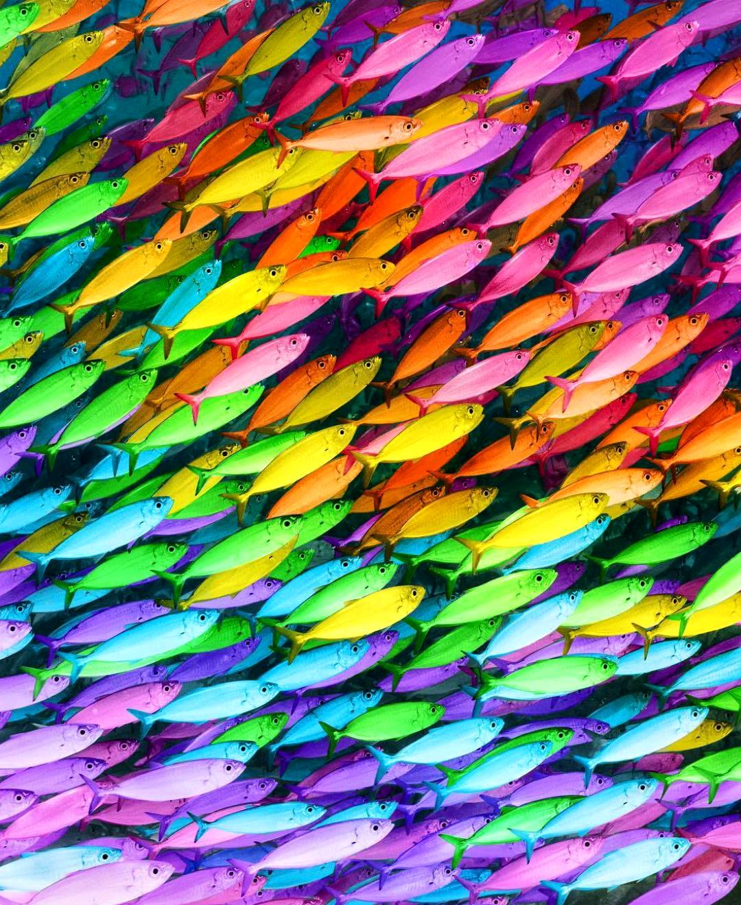 Красочные названия. Разноцветные рыбки. Радужная рыбка. Яркие разноцветные рыбки. Красивые разноцветные рыбки.