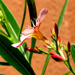 Пазл: Олеандр