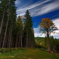 Пазл: Дорога в междулесье