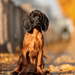 Пазл: Щенок Баварской горной гончей