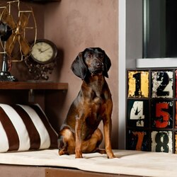 Пазл: Баварская горная гончая