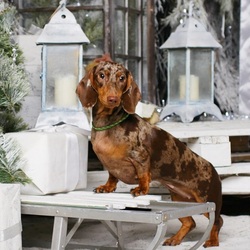 Пазл: Такса Бетти