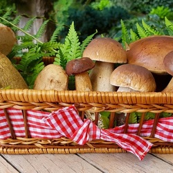 Пазл: Грибочки