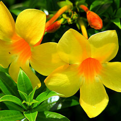 Пазл: Алламан