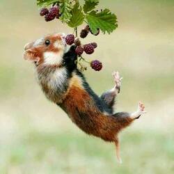 Пазл: На ягодке