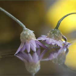 Пазл: Нежность