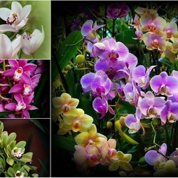 Пазл: Мир орхидей