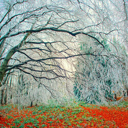 Пазл: Хрустальный лес