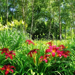 Пазл: Летний день