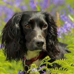 Пазл: Взгляд собаки
