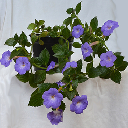 Пазл: Ахименесы 