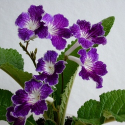 Пазл: Перо Жар-птицы