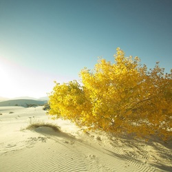 Пазл: Белый песок пустыни
