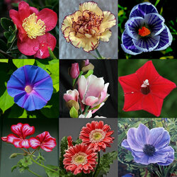 Пазл: Цветы