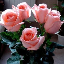 Пазл: Розовые розы 