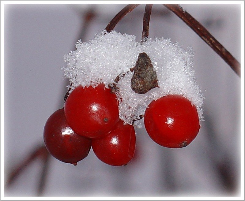 Вишня на снегу