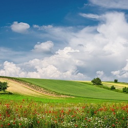 Пазл: Летние поля