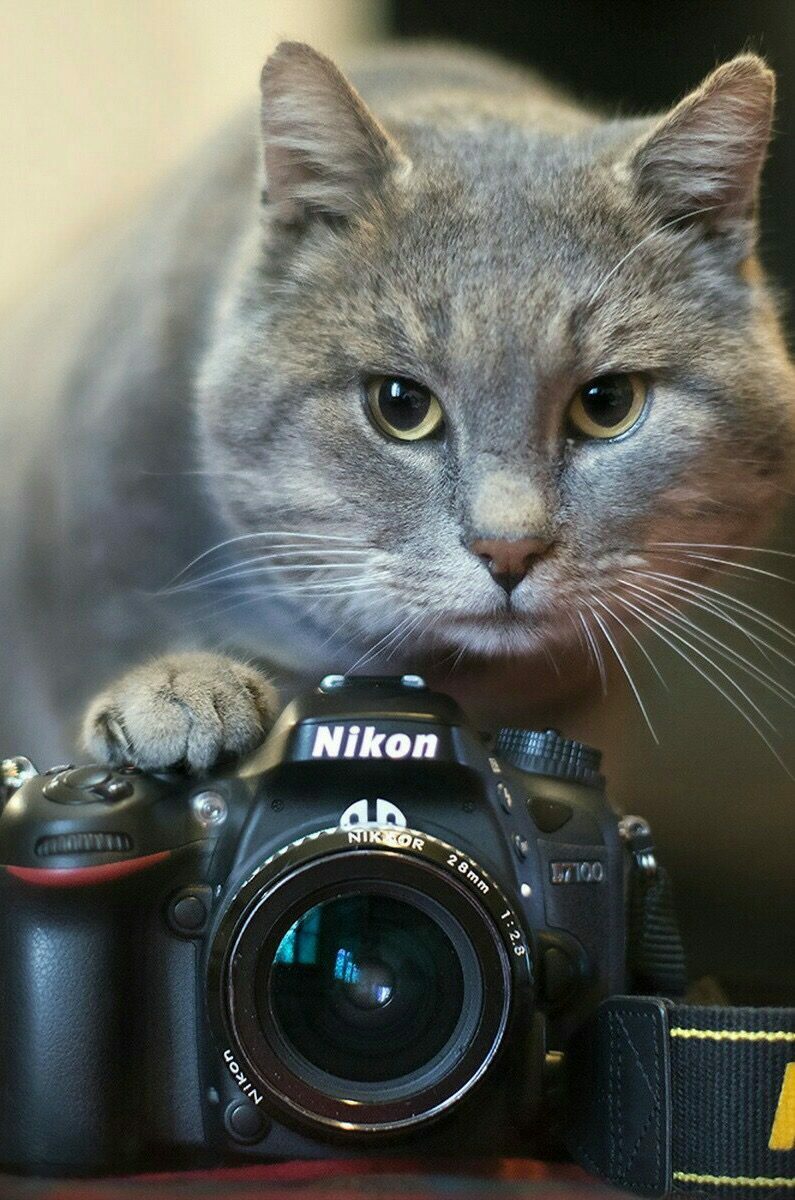Cats webcam. Кот с фотоаппаратом. Фотоаппарат кошечка. Котик с фотиком. Кошка с камерой.