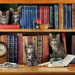 Пазл: Котята на полке