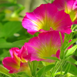 Пазл: Калибрахоа