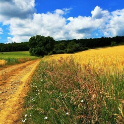 Пазл: Проселок