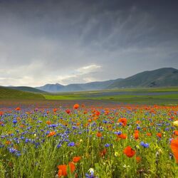 Пазл: Поле луговых цветов