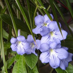 Пазл: Стрептокарпус