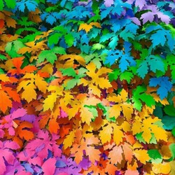 Пазл: Разноцветные листочки