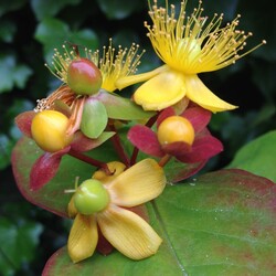 Пазл: Гиперикум