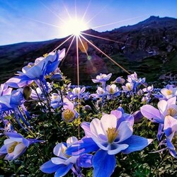 Пазл: Пробуждение весны