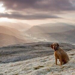 Пазл: Одинокий пес