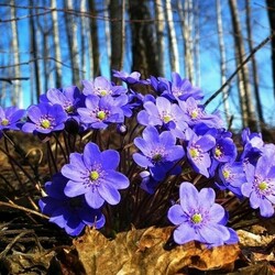 Пазл: Печеночница 