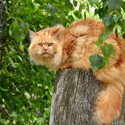 Пазл: Грозный Рыжик