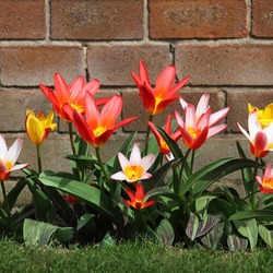 Пазл: Красна весна цветами