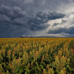 Пазл: Поле перед грозой