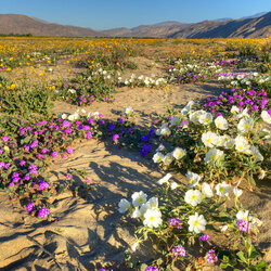 Пазл: Пустыня в цвету