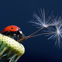 Пазл: Полетели...