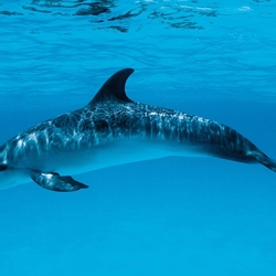 Пазл: Дельфин