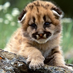 Пазл: Познавая большой мир