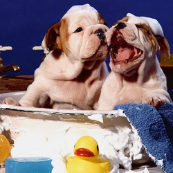 Пазл: Водные процедуры