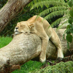 Пазл: Славная была охота