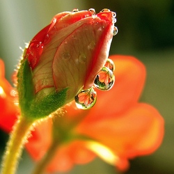 Пазл: На рассвете