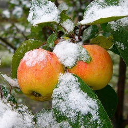 Пазл: Ранний снег