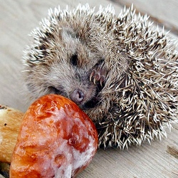 Пазл: Запасливый ёжик