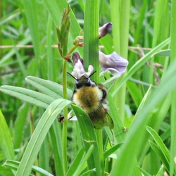 Пазл: Пчела