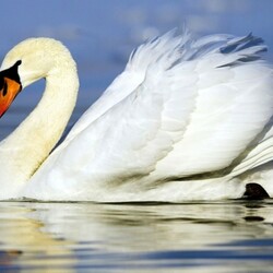 Пазл: Белый лебедь