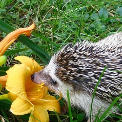 Пазл: Чувство прекрасного