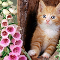 Пазл: Рыжик