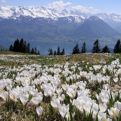 Пазл: Альпийские крокусы