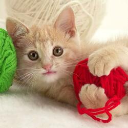 Пазл: Проказник